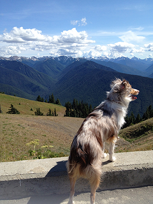 My dog Lola surveying her kingdom